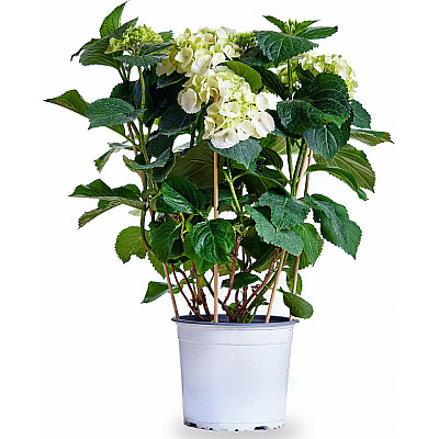 Φυτό Ορτανσία χρώμα λευκό