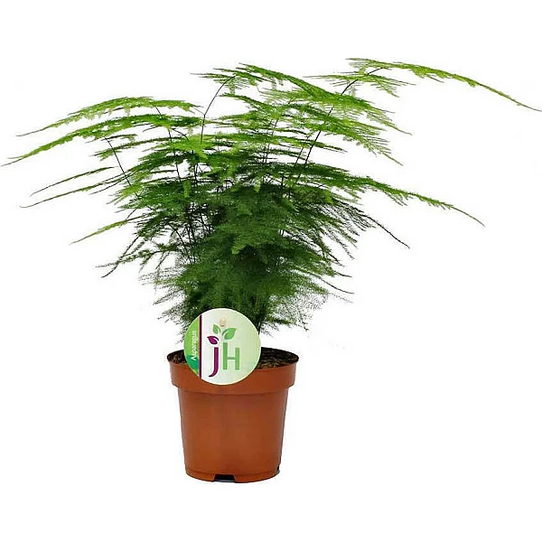Φυτό Ασπάραγγος (Asparagus setaceus)