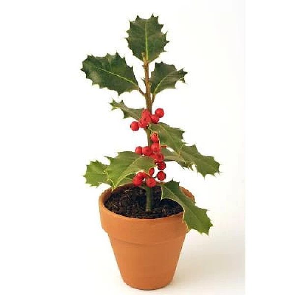 Φυτό Ίλεξ mini