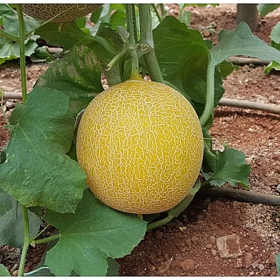 Πεπόνι Niovi F1 500seeds