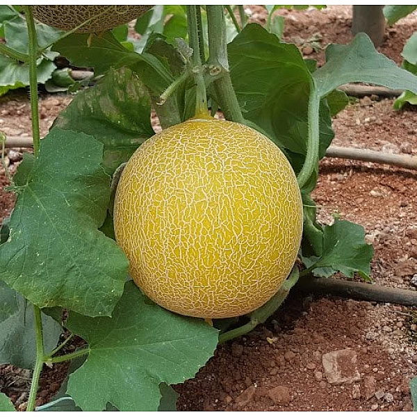 Πεπόνι Niovi F1 500seeds